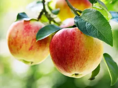 Apples (1)